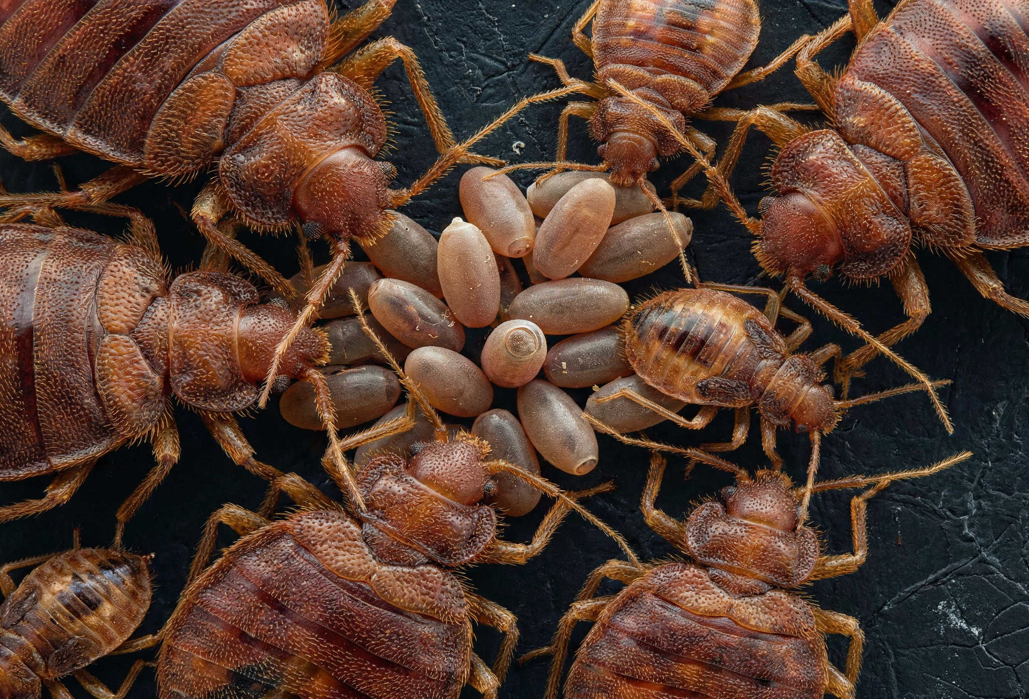 Постельные клопы под микроскопом