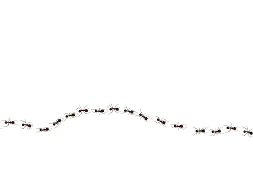 Муравьи в доме: профессиональная дезинсекция и уничтожение насекомых в Алматы (мобильная версия)