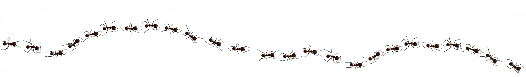 Муравьи в доме: профессиональная дезинсекция и уничтожение насекомых в Алматы