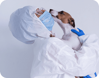 Дератизация: уничтожение крыс и мышей в Алматы (мобильная версия)