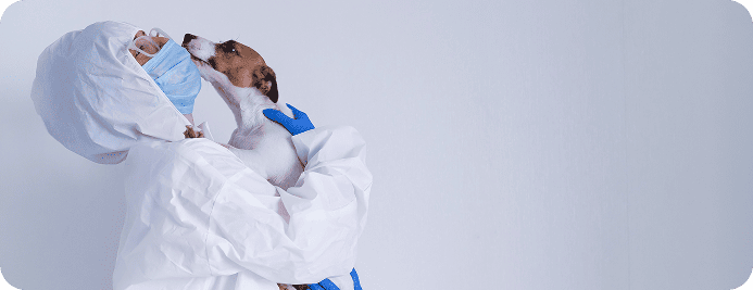 Дератизация: уничтожение крыс и мышей в Алматы